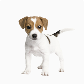 pets-scarlet