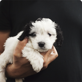 pets-sophia