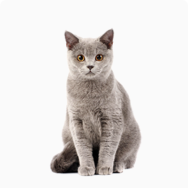 pets-timmy